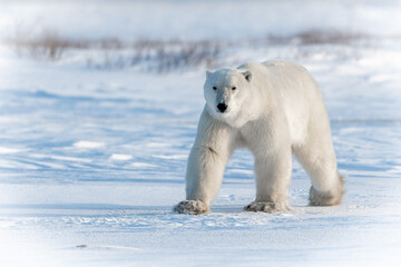 polar bear in canadian arctic