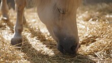 Beautiful White Horse Eating Hay On The Ranch. Slow Motion, Close Up.