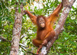 Young orangutan in tree