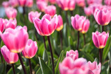 Fototapeta Tulipany - Tulips in The Sunshine	