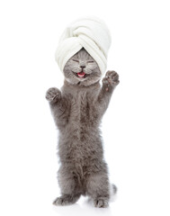 Wall Mural - Happy kitten with towel on it head stands on hind legs and looks at camera. isolated on white background