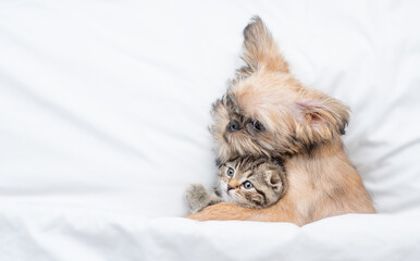 Canvas Print - Friendly Brussels Griffon puppy hugs tiny tabby fold kitten under white warm blanket on a bed at home. Top down view. Empty space for text