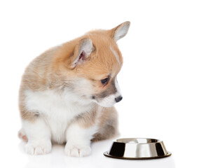 Poster - Cute Pembroke Welsh Corgi puppy  looks at empty bowl. isolated on white background
