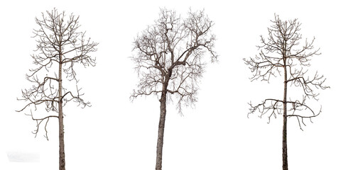 dead trees or dry tree collection isolated on white background.