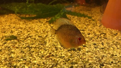 Wall Mural - Noch kleine Diskusfische schwimmen einem Schwarzwasseraquarium. Wasser ist braun gefärft wegen den Ehrlenzapfen und dem Holz im Becken.