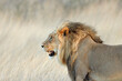 Leinwandbild Motiv Portrait of a big male African lion (Panthera leo), Kalahari desert, South Africa.