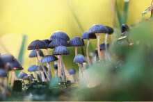 Small Inedible Mushrooms, Poisonous Mushrooms Forest Background Macro Nature Wild