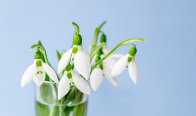 Poster - a bouquet of snowdrops in a transparent tequila glass. first spring flowers. forest. hello spring. women's day concept. blue blurry background. space for text. 