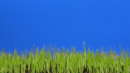 Poster - Wheat growth time lapse on blue background