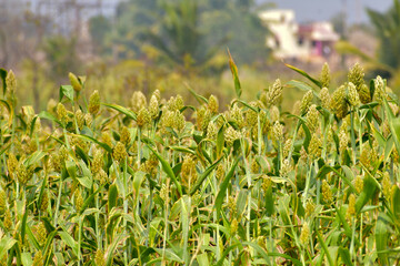 Wall Mural - jowar or sorghum, jowar grain sorghum crop farm, millet farm, Indian Agriculture.