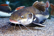 Red tailed catfish in aquarium. Phractocephalus hemioliopterus. Close up