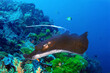 Southern Stingray (Dasyatis Americana) over coral reef in ocean