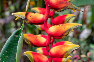 Wall Mural - Heliconia psittacorum or parrot's beak, the hanging lobster claw or false bird of paradise. It is often cultivated as a tropical ornamental plant.