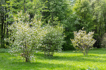 Wall Mural - Flowering trees in the park during spring.