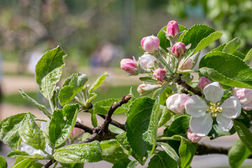 Wall Mural - Flowering apple tree in the park.