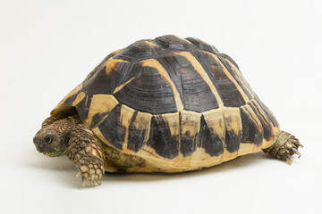 Wall Mural - Hermann's tortoise Testudo hermanni isolated on white background
