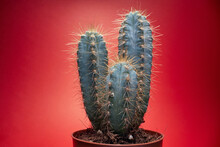 Cactus With  Spines At Potted.background Of A Cactus With Long Spines