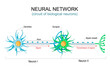 Neural network. circuit or connections of the biological neurons