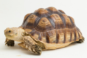 Wall Mural - African Spurred Tortoise Geochelone sulcata isolated on white background
