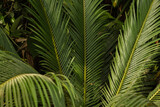 Fototapeta  - Large leaves of the cycas revoluta plant in the greenhouse of the Winter Garden. Full frame. Blurred foreground.