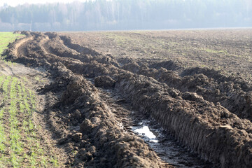 Wall Mural - Tractor tracks on wet ground. Damaged fields cultivated by farmers