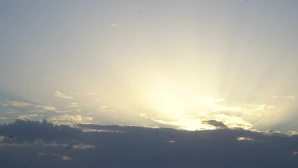 Wall Mural - sunrise morning white clouds, sun light, sun rays. silhouettes of many black birds flying in clear s