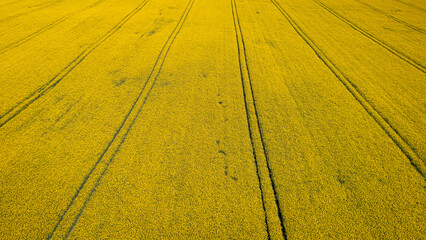 Poster - Amazing yellow rape fields. Agriculture in Poland.