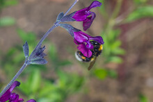 White Tailed Bumblebee (Bombus Lucorum), Taking Nectar From A Salvia Flower