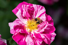 Bumblebee On A Rosa Mundi Old English Rose