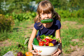 Wall Mural - Child with vegetables in the garden. Selective focus.