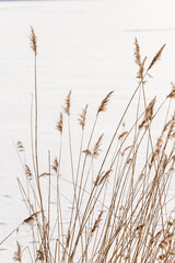 Naklejka na meble Vertical photo of winter dead dry brown reeds (Phragmites australis) at frozen snow covered lake background at sunny winter day. Reeds at winter at white snow background. 