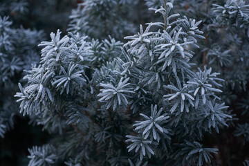  winter nature, bush covered with frost, snow and hoarfrost