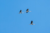 Fototapeta Na sufit - Return of storks from Africa to Europe