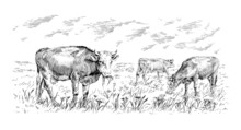 Herd Of Cows Is Standing Nibbling Grass Sketch Engraving Illustration Style