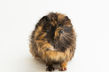 Wall Mural - cute guinea pig isolated on white background
