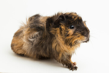 Wall Mural - cute guinea pig isolated on white background
