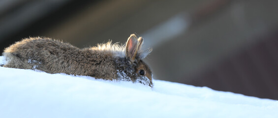 funny brown hare in the snow