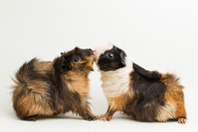 Two Pair Guinea Pigs Kissing Isolated On White Background
