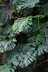  Subtropical oasis. Closeup of green leaves of tropical plant in botanical garden outdoors, exotic plant monstera deliciosa or swiss cheese growing in park. Summer nature background