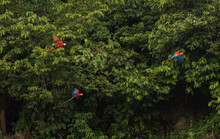 Beautiful Scarlet Macaw In Flight Showing Colorful Wings In Front Of Rainforest Canopy In Manu National Park/ Madre De Dios/ Peru