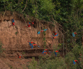 Wall Mural - ara macao (scarlet macaw) flying off clay lick in manu national park