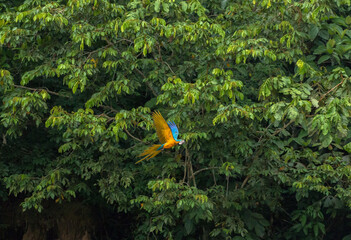 Wall Mural - blue and yellow macaw in flight in manu national park peru