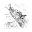 calf drinks from a bottle sketch engraving illustration style