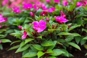 Wall Mural - Pink flower on garden for nature background