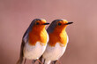 A portrait of a pair of robins against a blurred crimson background standing side by side and looking in one direction.