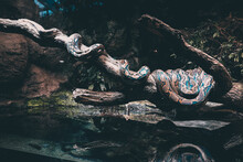 Giant Snake In Tropical Ambient 