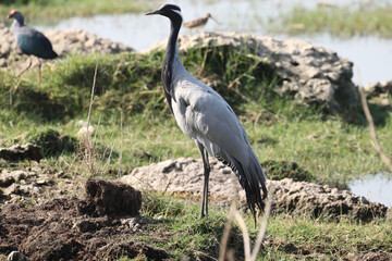 Poster - Closeup shot of Demoiselle crane