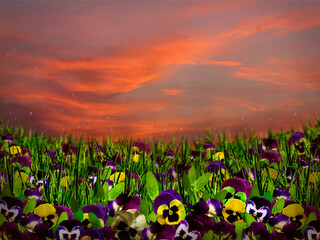 Wall Mural - Variegated field with violet flowers against a pink sky during sunset. 