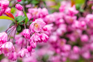 Wall Mural - cherry blossom sakura tree closeup of branch in spring with blooming pink vibrant color petals in ga