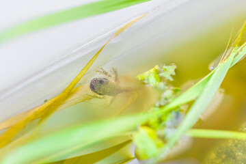 Closeup macro of one single Virginia treefrog tadpole swimming in aquarium with feet on plastic container tank and plants leaves